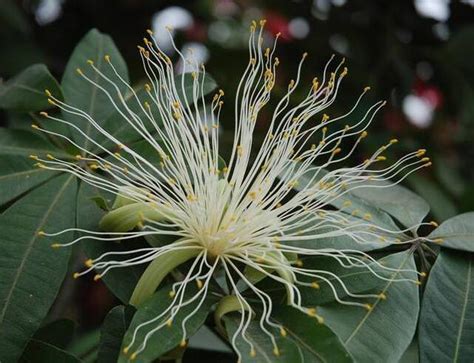 發財樹開花時間